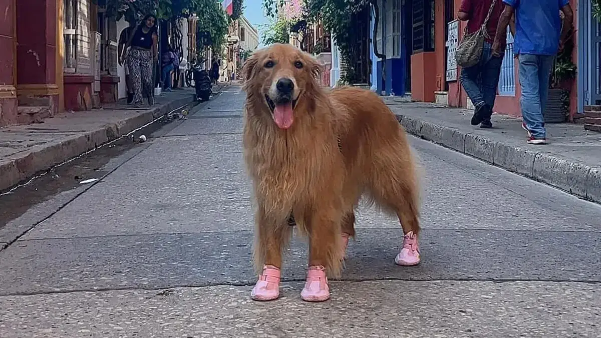 Stormy caminando en el sol con botas