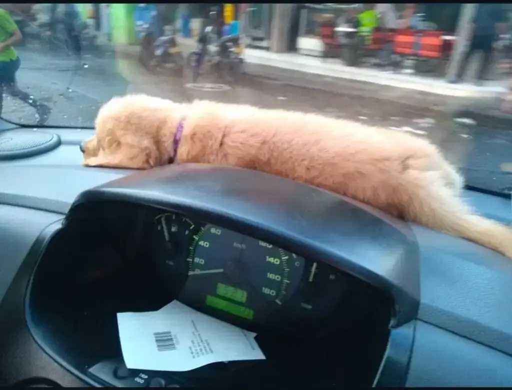 Stormy con mamá y papá humanos