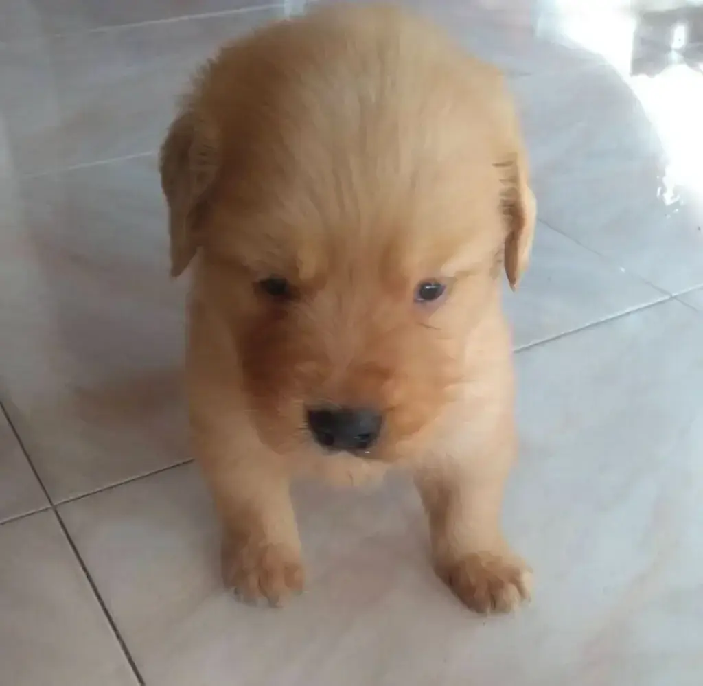 Stormy entre peluches