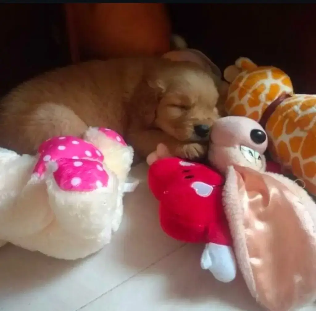 Stormy en el tablero del carro