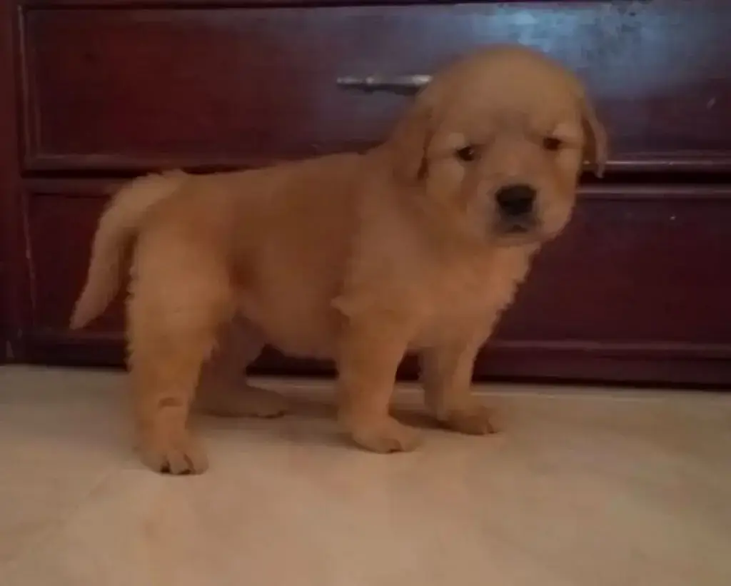 Stormy bebé llegando a casa