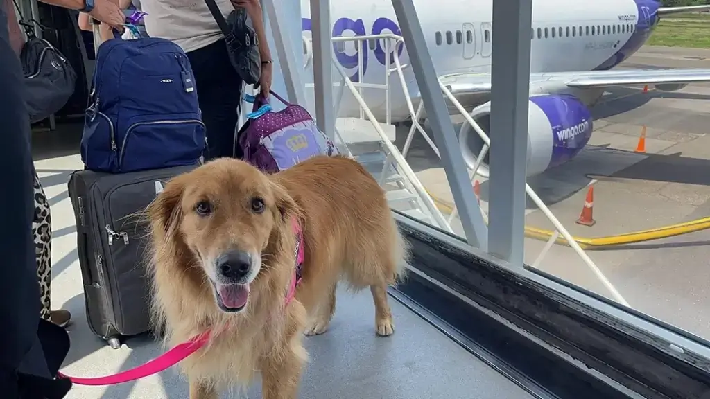 Stormy viajando por la costa